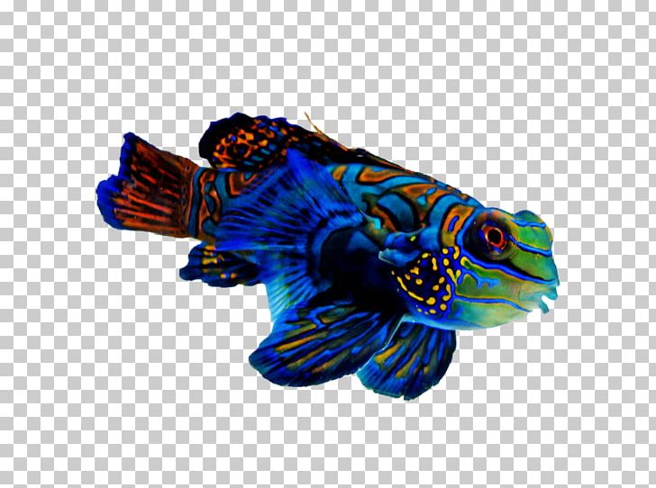 Mandarinfish Reef Aquarium Tropical Fish Refugium PNG, Clipart, Animals, Aquarium, Crossword, Electric Blue, Emperor Angelfish Free PNG Download