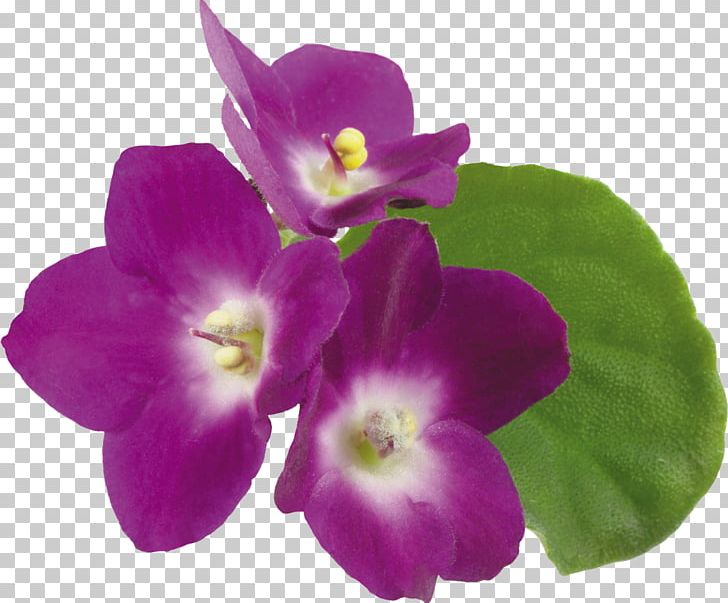 Violet Flower PNG, Clipart, Annual Plant, Computer Icons, Computer Software, Digital Image, Flower Free PNG Download