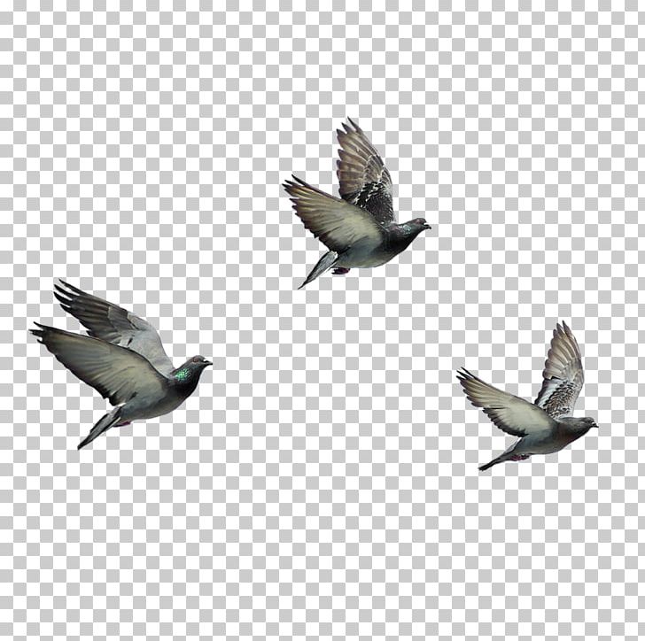 Bird Columbidae Domestic Pigeon PNG, Clipart, Animals, Beak, Bird, Bird Flight, Columbidae Free PNG Download