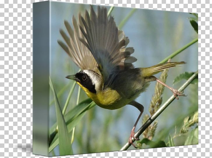 Finches Wren American Sparrows Flora Fauna PNG, Clipart, American Sparrows, Animals, Beak, Bird, Chickadee Free PNG Download