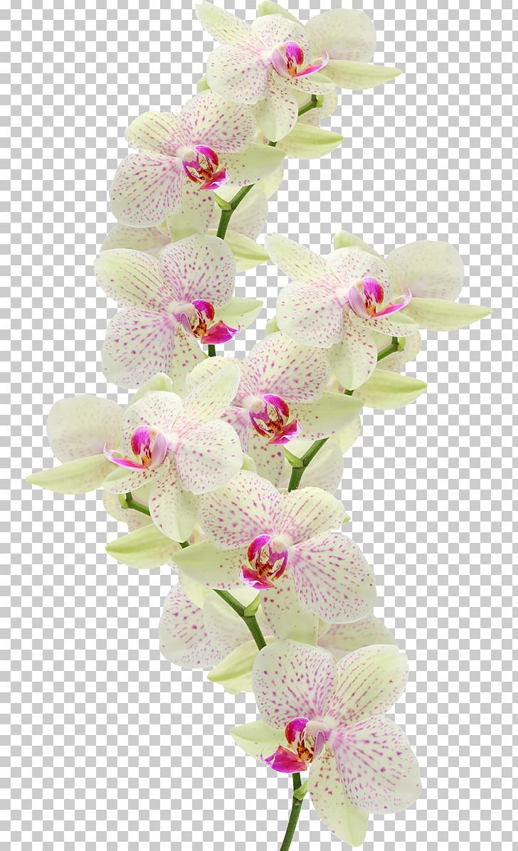 Moth Orchids Flower Dash Atan PNG, Clipart, Boat Orchid, Cut Flowers, Dendrobium, Digital Image, Floral Design Free PNG Download