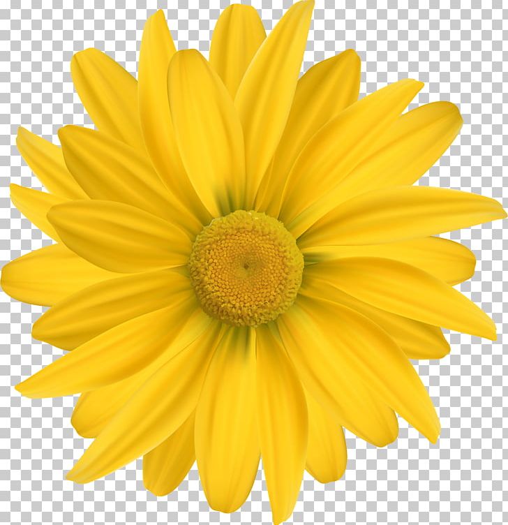 Common Daisy Yellow Common Sunflower Cut Flowers PNG, Clipart, Calendula Officinalis, Camomile, Chamomile, Chrysanths, Common Daisy Free PNG Download