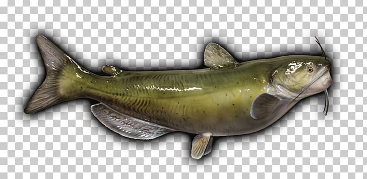 Sardine Fish Products Oily Fish Coho Salmon Cod PNG, Clipart, Animals, Catfish, Channel, Cod, Coho Free PNG Download