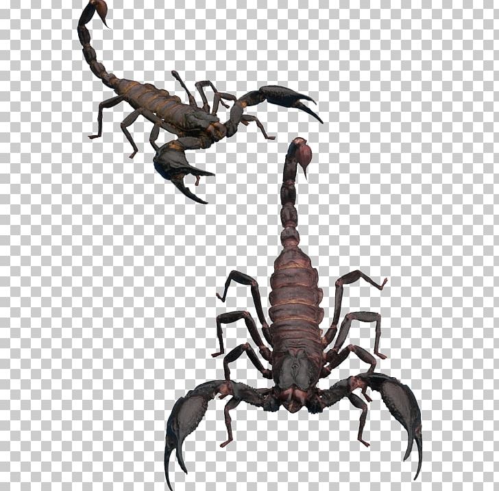 Scorpion Invertebrate PNG, Clipart, Arachnid, Arthropod, Black, Cartoon Scorpion, Computer Icons Free PNG Download