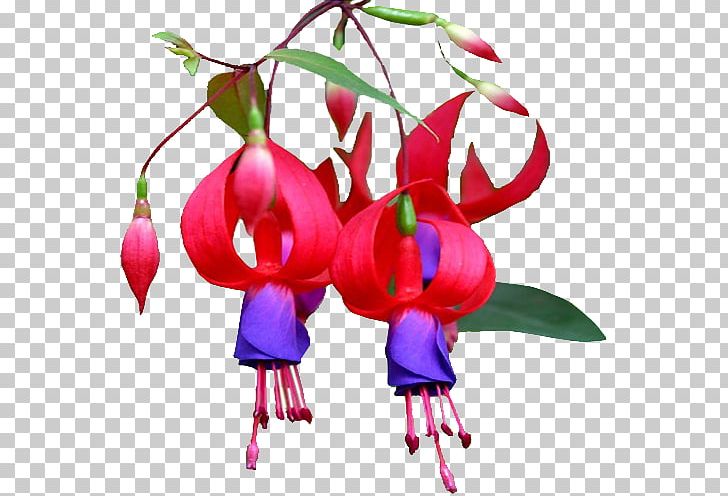 Floral Design Cut Flowers Plant Stem Petal PNG, Clipart, Art, Calendar 2019, Cut Flowers, Floral Design, Floristry Free PNG Download