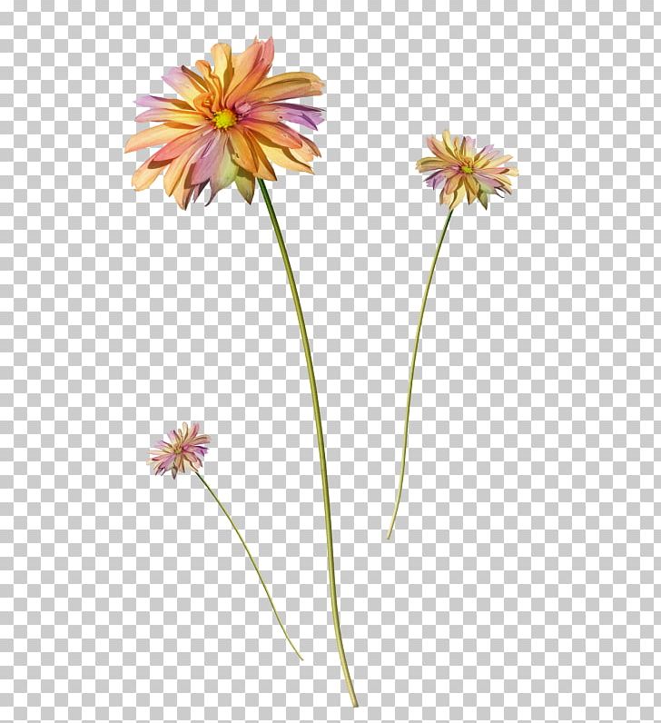 Flower PNG, Clipart, Art, Color, Dahlia, Daisy Family, Floral Free PNG Download