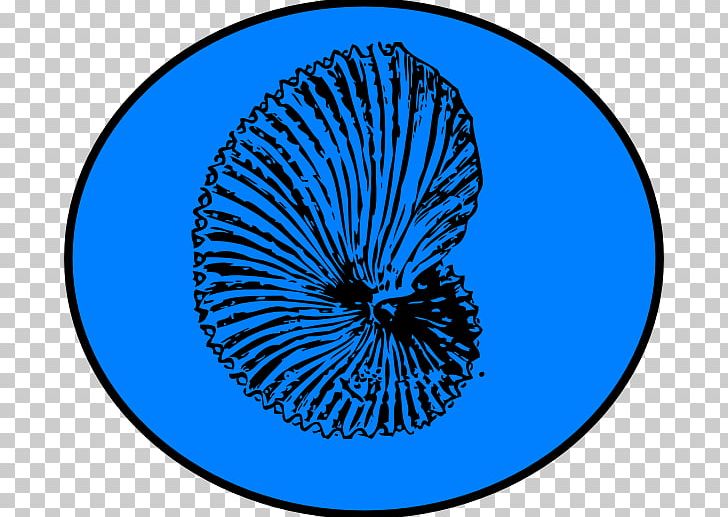 Fossil Seashell Coloring Book Dinosaur PNG, Clipart, Ammonites, Animals, Area, Argonaut, Blue Free PNG Download