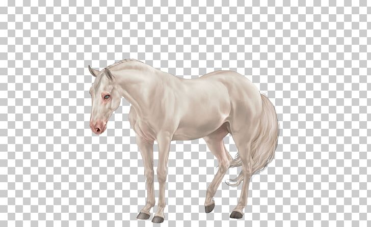 Mane Mustang Foal Stallion Colt PNG, Clipart,  Free PNG Download