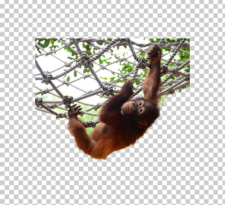 Orangutan Chimpanzee Gorilla PNG, Clipart, Animals, Clever Orangutan, Data, Encapsulated Postscript, Fauna Free PNG Download