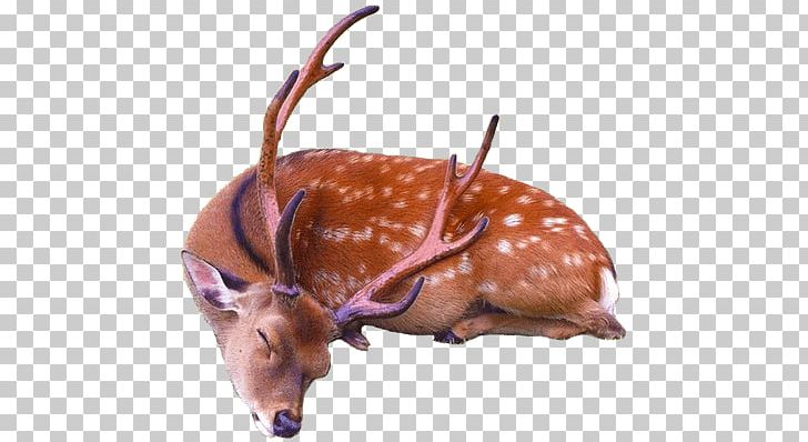 Sleeping Deer PNG, Clipart, Animals, Deer Free PNG Download