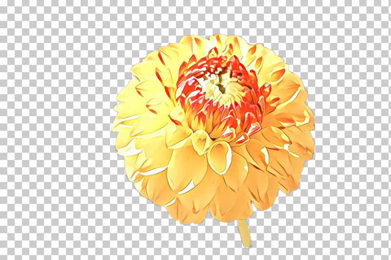 Orange PNG, Clipart, Cut Flowers, English Marigold, Flower, Gerbera, Orange Free PNG Download