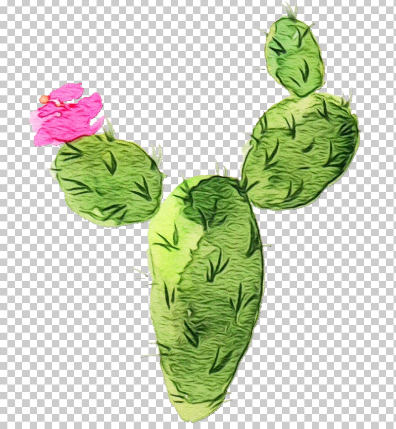 Green Leaf Plant Vegetable Flower PNG, Clipart, Anthurium, Cabbage, Flower, Green, Herb Free PNG Download