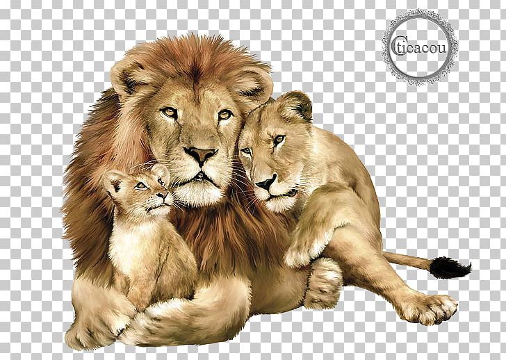 Baby Lions Lions Clubs International East African Lion Felidae Jaguar PNG, Clipart, Animals, Baby, Baby Lions, Big Cat, Big Cats Free PNG Download