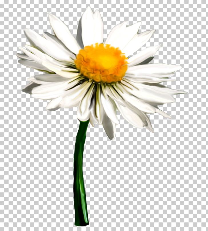 Flower Matricaria Oxeye Daisy PNG, Clipart, Annual Plant, Aster, Cut Flowers, Daisy, Daisy Family Free PNG Download