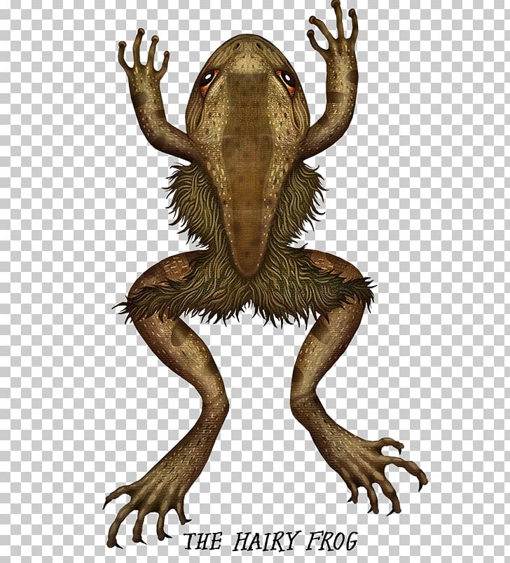 Hairy Frog Toad Amphibian PNG, Clipart, Amphibian, Animals, Devil Frog, Drawing, Fauna Free PNG Download