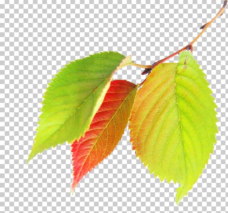 Maple Leaf Autumn PNG, Clipart, Autumn, Autumn Has Come, Autumn Leaf Color, Autumn Leaves, Autumn Tree Free PNG Download