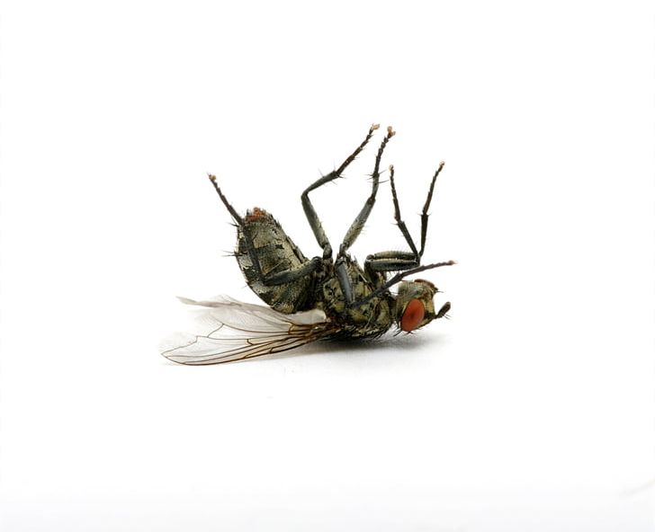 Stock Photography Fly Death PNG, Clipart, Arthropod, Can Stock Photo, Death, Depositphotos, Drawing Free PNG Download