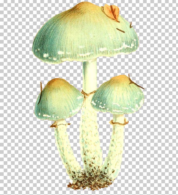 Common Mushroom Graphic Design PNG, Clipart, 3d Three Dimensional Flower, Designer, Eat, Edible Mushroom, Food Free PNG Download