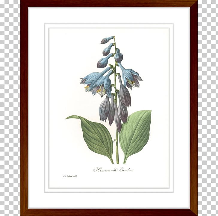 Paper Botanical Illustration Printing Botany Giclée PNG, Clipart,  Free PNG Download