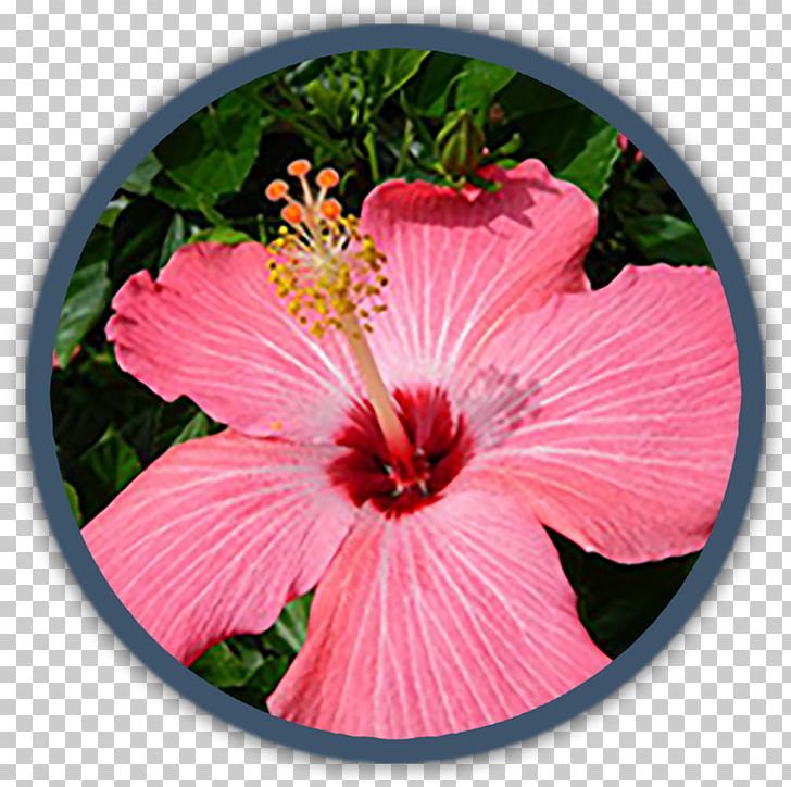Tropical Climate Tropics Tropical Garden Flower PNG, Clipart, Annual Plant, Chinese Hibiscus, Climate, Flower, Flowering Plant Free PNG Download
