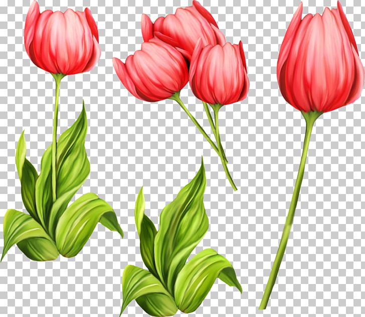 Tulip Flower PNG, Clipart, Cake, Computer Icons, Cut Flowers, Download, Flower Free PNG Download