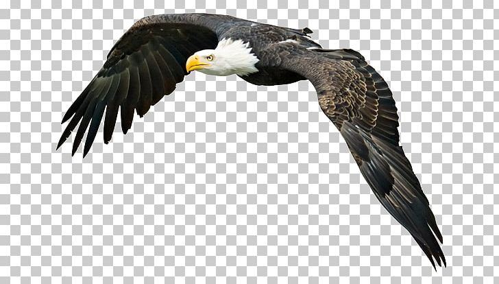 Bald Eagle Bird PNG, Clipart, Accipitriformes, Bald Eagle, Beak, Bird, Bird Flight Free PNG Download