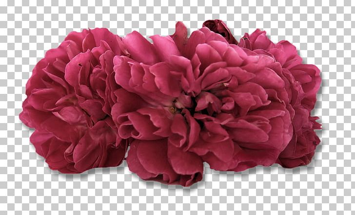 Centifolia Roses Cut Flowers Petal Damask Rose PNG, Clipart, Ar Rahiim, Basmala, Centifolia Roses, Flower, Magenta Free PNG Download