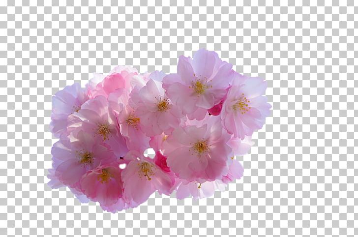 Cherry Blossom Flower Yoshino Cherry PNG, Clipart, Blossom, Cerasus, Cherry, Cherry Blossom, Comparazione Di File Grafici Free PNG Download