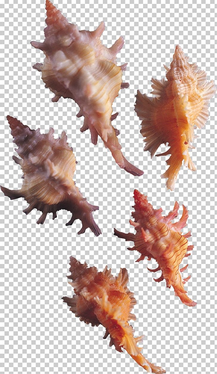 Conch Marine Biology PNG, Clipart, 104, Animal, Biology, Conch, Download Free PNG Download