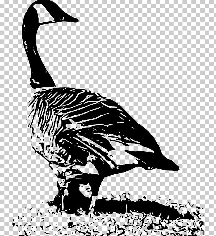 Duck Canada Goose Canada Goose PNG, Clipart, Animals, Beak, Bird, Black And White, Canada Free PNG Download