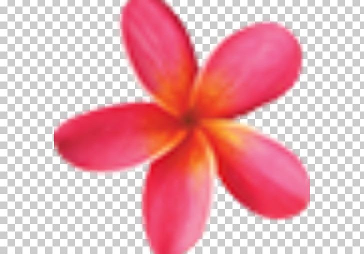 Maui Frangipani Art Printmaking PNG, Clipart, Art, Child, Chula Vista, Closeup, Diaper Free PNG Download