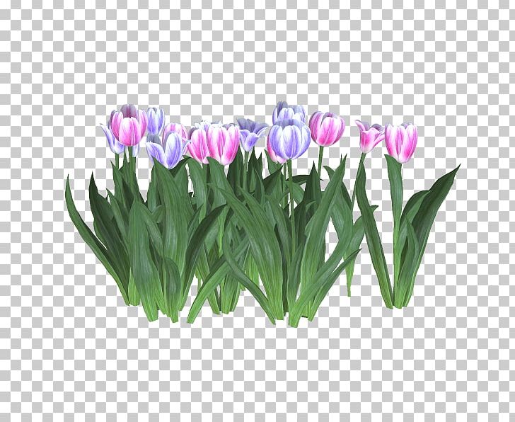 Tulip Cut Flowers Flowerpot Crocus PNG, Clipart, Crocus, Cut Flowers, Flower, Flowering Plant, Flowerpot Free PNG Download