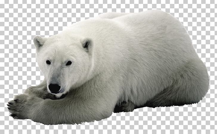 Baby Polar Bear Arctic Fox PNG, Clipart, Animal, Animals, Arctic, Arctic Fox, Baby Polar Bear Free PNG Download