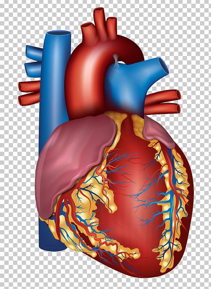 Blood Vessel Heart Circulatory System Artery Health PNG, Clipart, Anatomy, Artery, Blood Vessel, Cardiac Muscle, Cartoon Free PNG Download