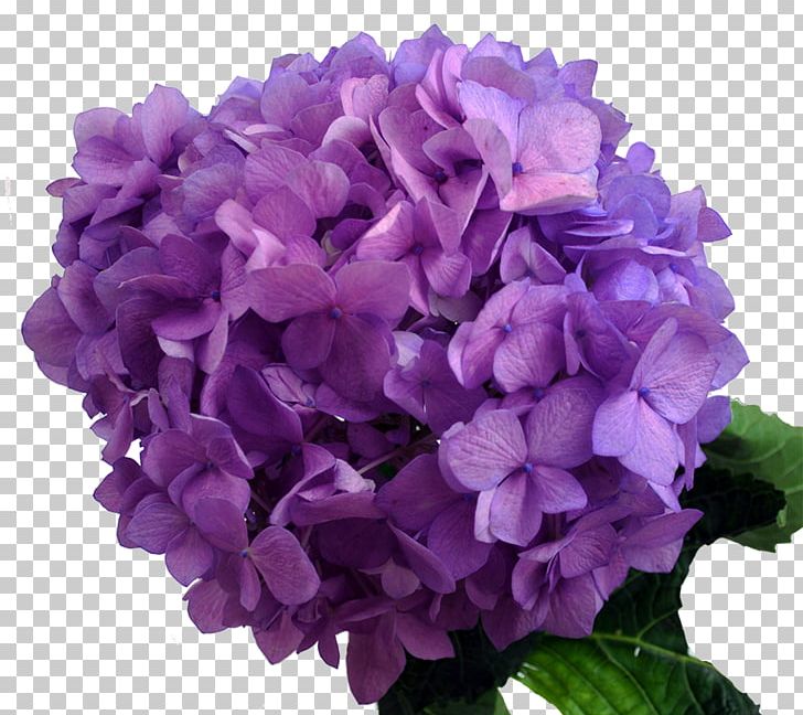 Hydrangea Purple Lavender Flower Blue PNG, Clipart, Annual Plant, Art, Blue, Color, Cornales Free PNG Download