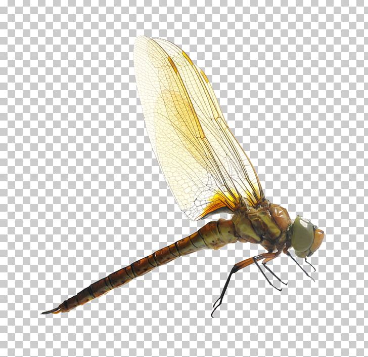 Dragonfly Insect Mosquito Photography PNG, Clipart, Aeshna, Arthropod, Banco De Imagens, Can Stock Photo, Dragonfly Wings Free PNG Download