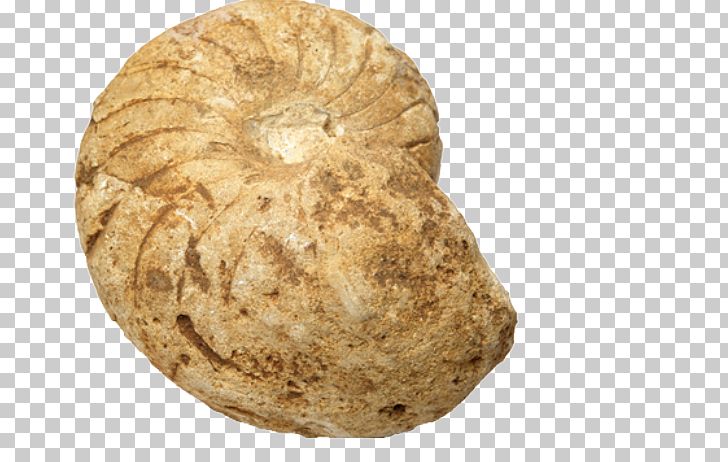 Fossil Rock Seashell Sea Snail PNG, Clipart, Artifact, Big Stone, Conch, Egg Fossil, Fossil Free PNG Download