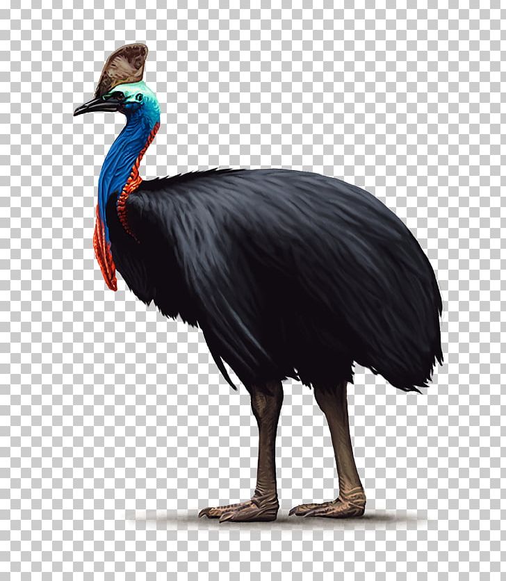 Handbook Of The Birds Of The World Common Ostrich Southern Cassowary Ratite PNG, Clipart, Animal, Animals, Beak, Bird, Cassowary Free PNG Download
