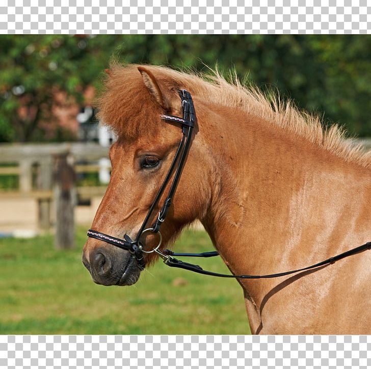 Icelandic Horse Bit Bridle Equestrian PNG, Clipart, Bit, Black, Bridle, Color, Equestrian Free PNG Download