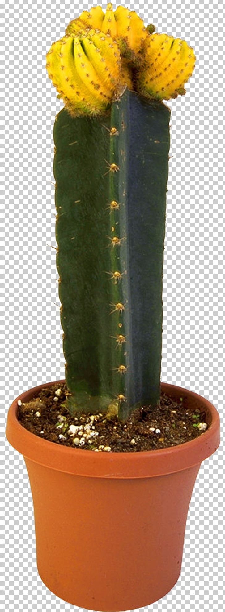 San Pedro Cactus Triangle Cactus Flowerpot Eastern Prickly Pear Crock PNG, Clipart, 1 May, Acanthocereus, Acanthocereus Tetragonus, Anime, Cactaceae Free PNG Download
