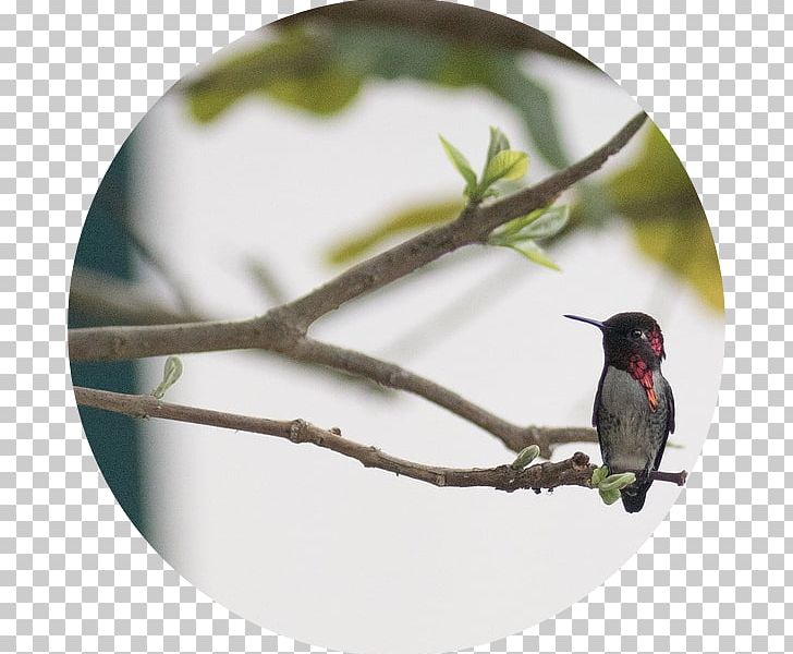 Villa Riva (Oberoi) The Oberoi Group Hummingbird M Animal PNG, Clipart, Animal, Bali, Beak, Bird, Branch Free PNG Download