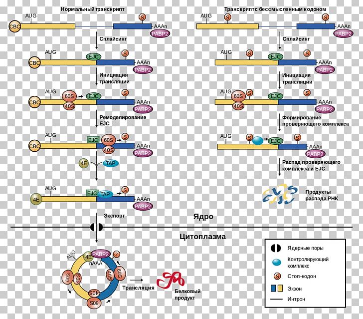 Exon Junction Complex Nonsense-mediated Decay Messenger RNA RNA Splicing PNG, Clipart, Area, Cell Nucleus, Codon, Cytoplasm, Cytosol Free PNG Download