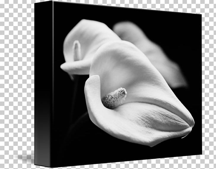 Still Life Photography White Stock Photography PNG, Clipart, Artwork, Black And White, Calla Lilly, Closeup, Closeup Free PNG Download