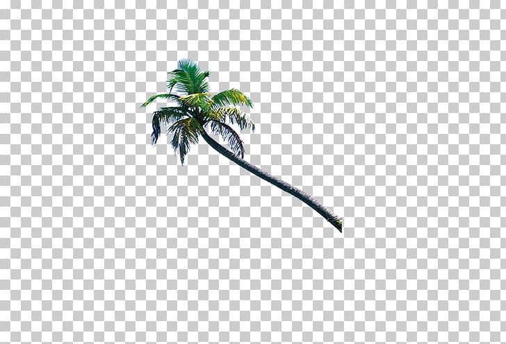 Beach Leaf Tree Branch PNG, Clipart, Arecaceae, Beach, Branch, Christmas Tree, Coconut Free PNG Download