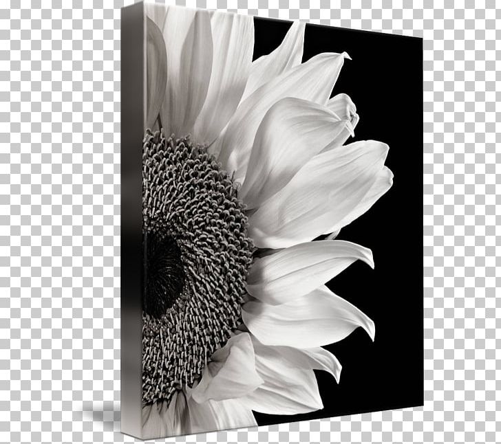 Black And White Photography Art PNG, Clipart, Art, Black And White, Common Sunflower, Composition, Drawing Free PNG Download