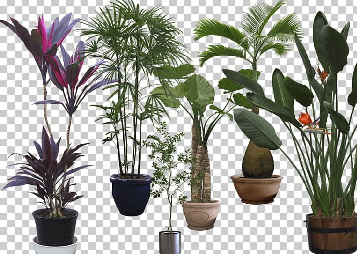 Bonsai Gratis PNG, Clipart, Arecales, Bonsai, Digital Image, Download, Flowerpot Free PNG Download