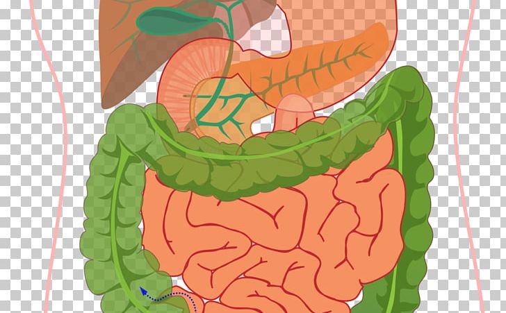 Human Digestive System Diagram Digestion Gastrointestinal Tract Human Body PNG, Clipart, Area, Chart, Chris, Diagram, Digestion Free PNG Download