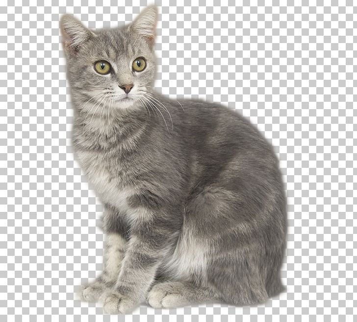 Tabby Cat European Shorthair Manx Cat American Shorthair Nebelung PNG, Clipart, American Shorthair, American Wirehair, Animals, Asian, Asian Free PNG Download