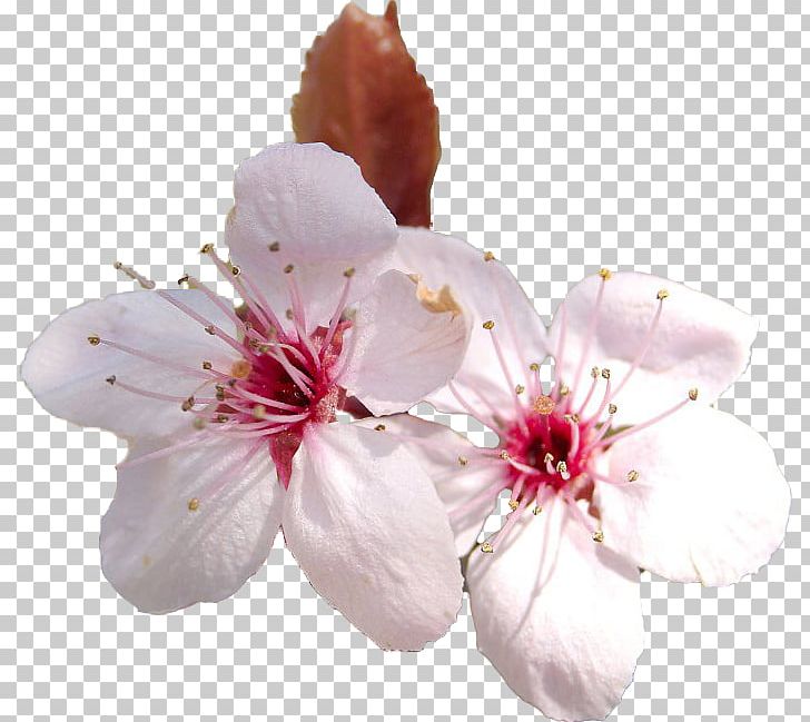 Cherry Blossom Flower Cerasus PNG, Clipart, Art, Blossom, Branch, Cerasus, Cherry Free PNG Download