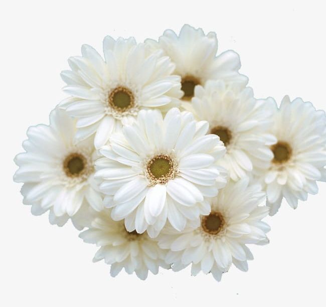 Feverfew PNG, Clipart, Bloom, Chrysanthemum, Feverfew, Feverfew Clipart, Flowering Free PNG Download